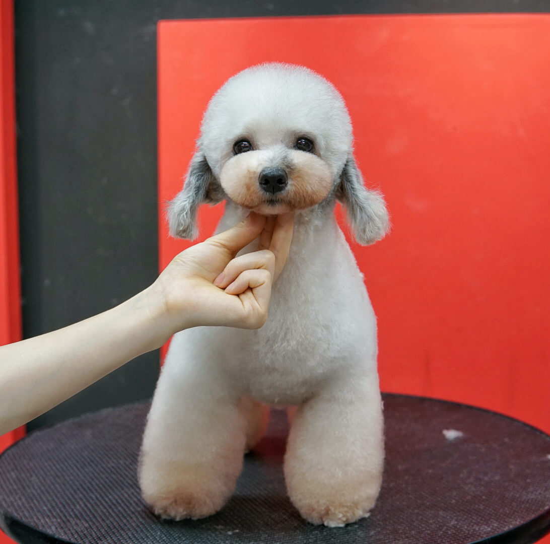 学员宠物美容作品 - 泰迪犬造型