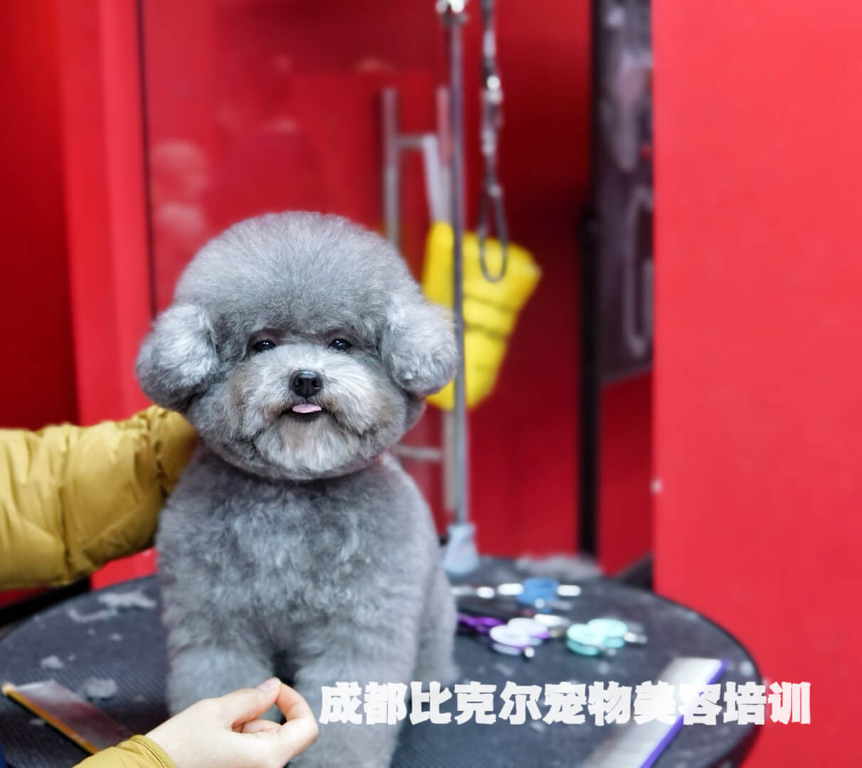 学员宠物美容作品 - 比熊犬造型