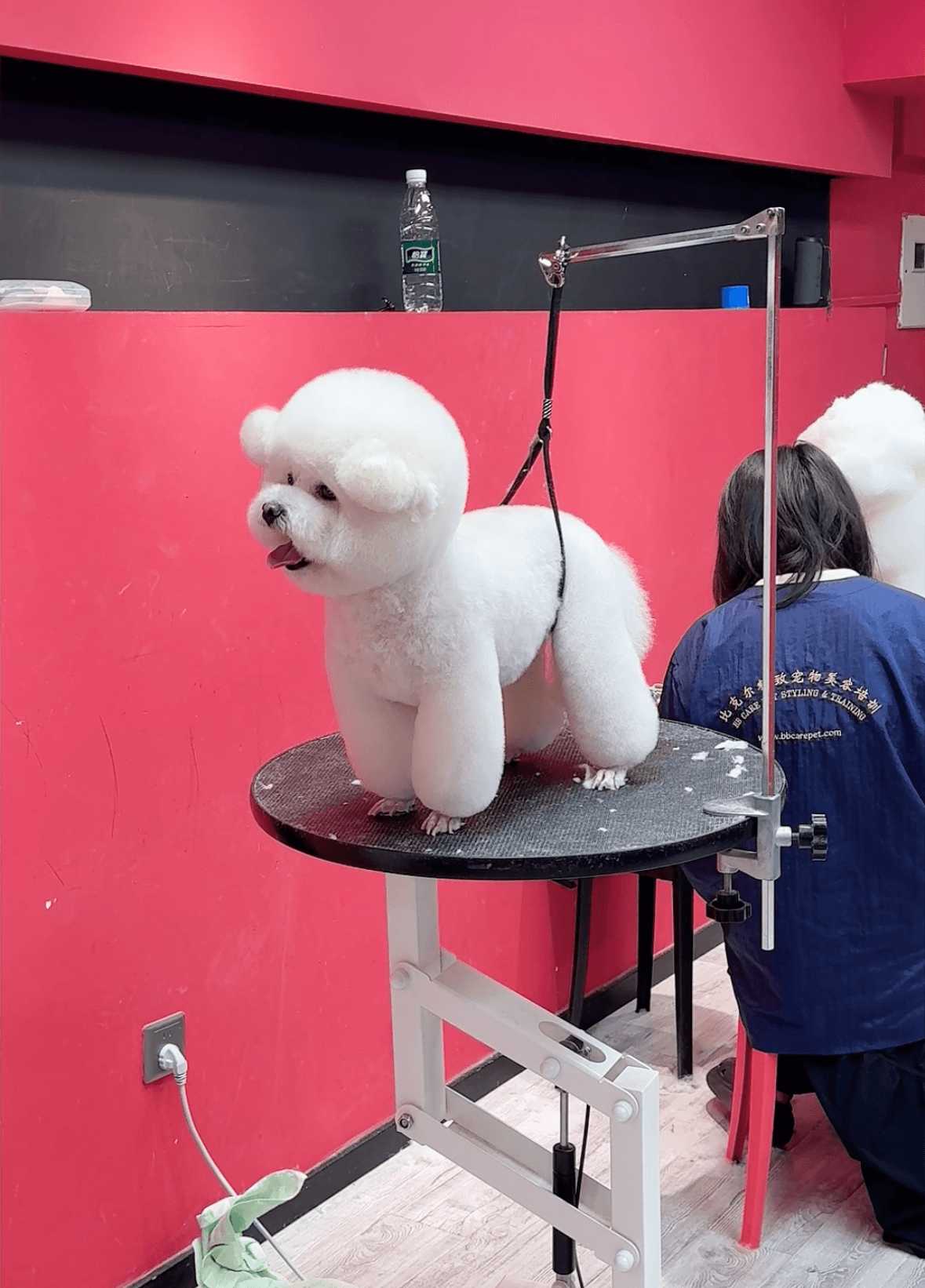 学员宠物美容作品 - 雪纳瑞造型