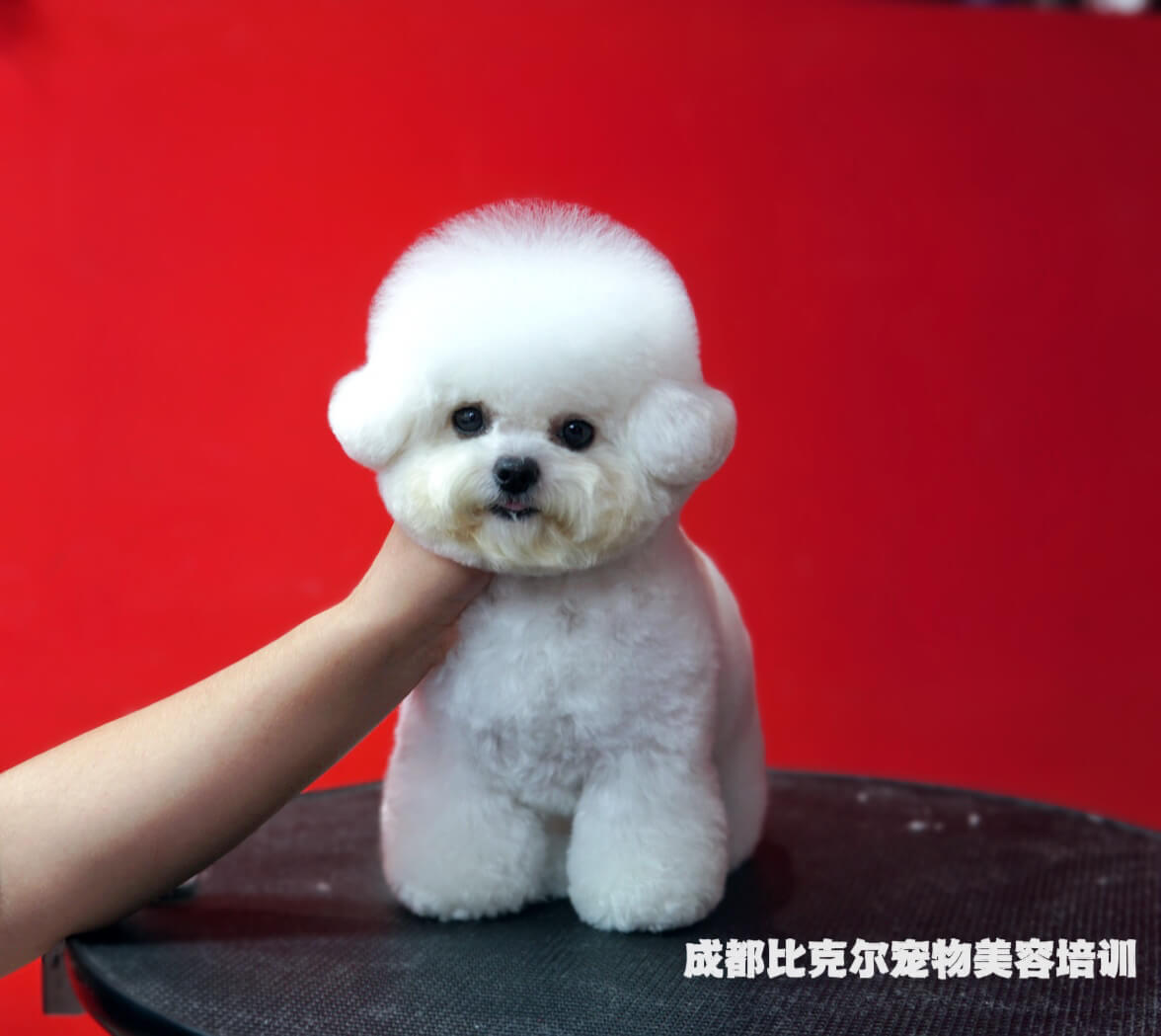 学员宠物美容作品 - 马尔济斯造型