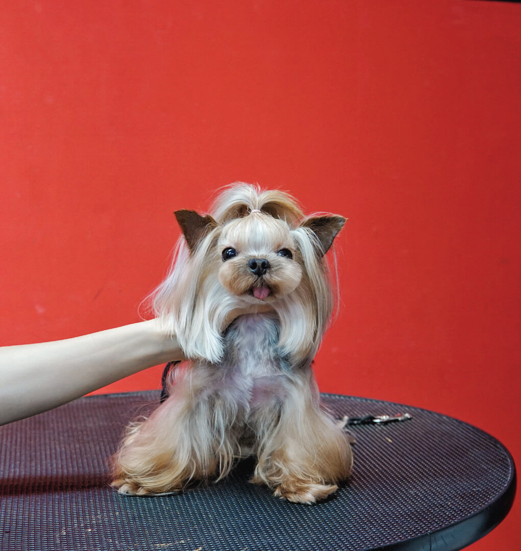 学员宠物美容作品 - 金毛犬造型