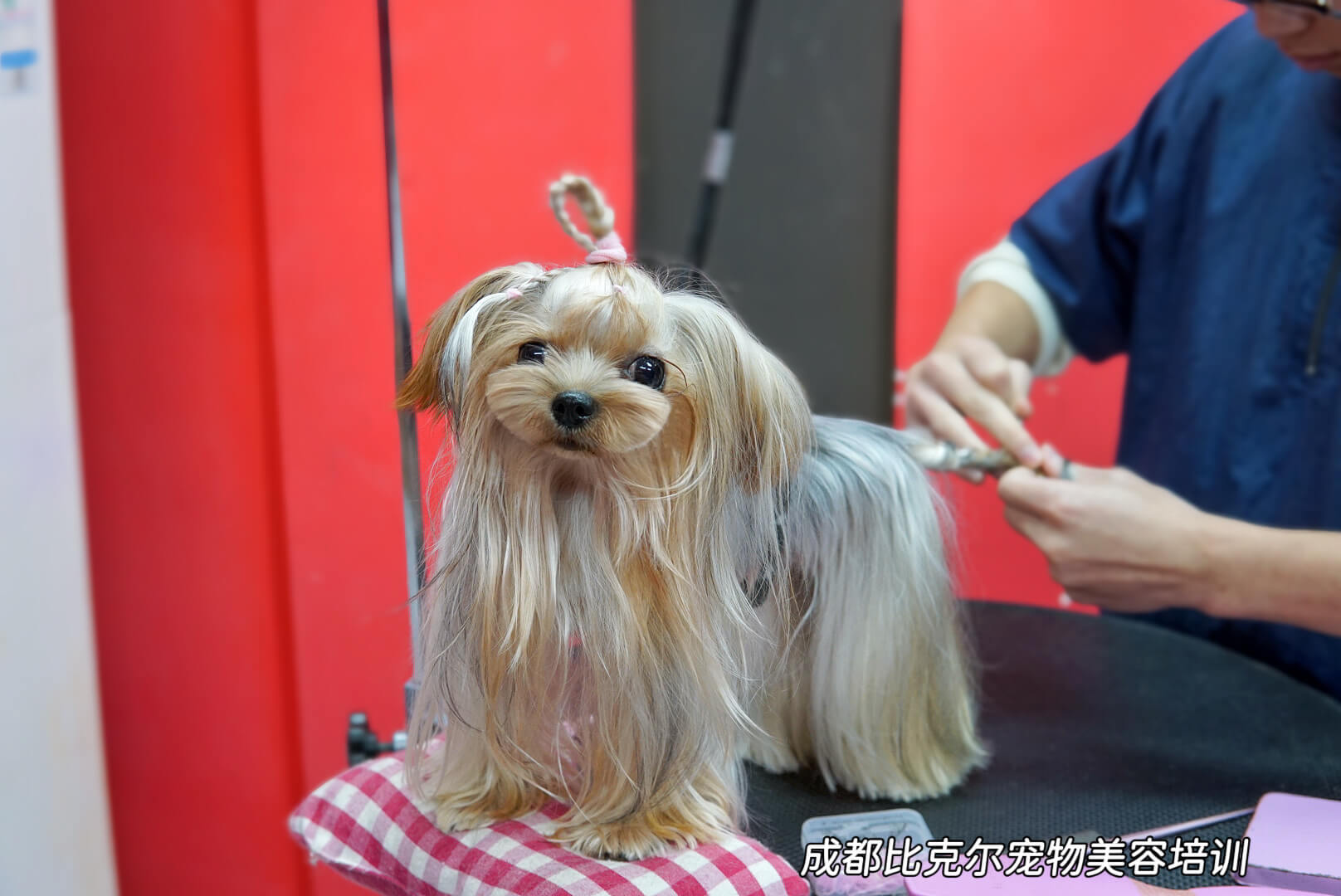 学员宠物美容作品 - 西施犬造型