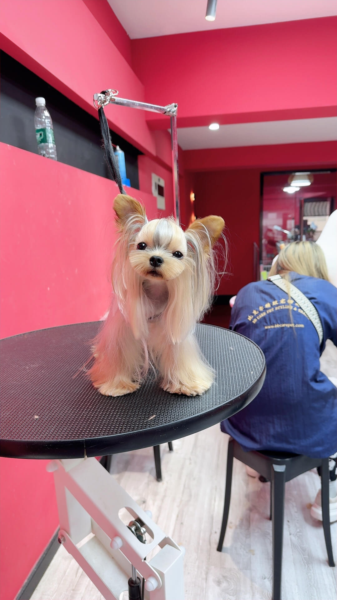 学员宠物美容作品 - 贵宾犬造型