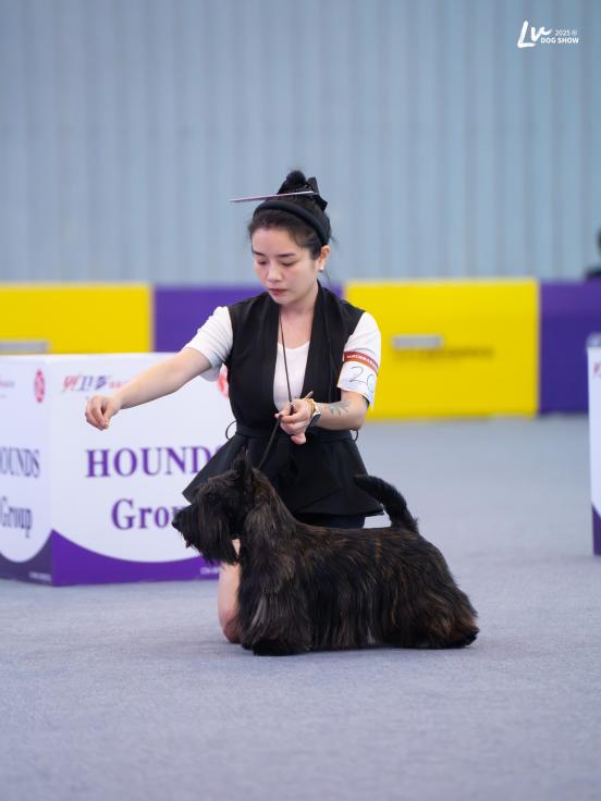 犬展赛场牵犬展示