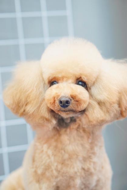贵宾幼犬装造型作品