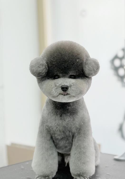 灰色贵宾圆润造型作品